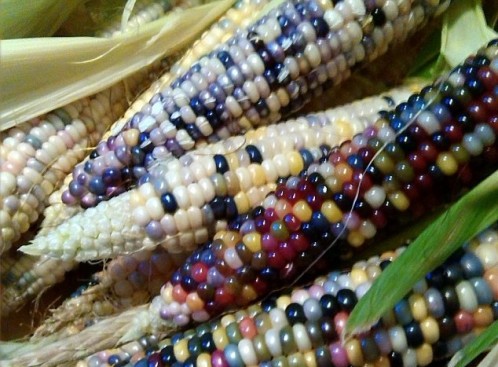 agrointel.ro