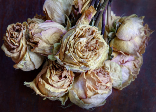 old-roses-hdr-7384